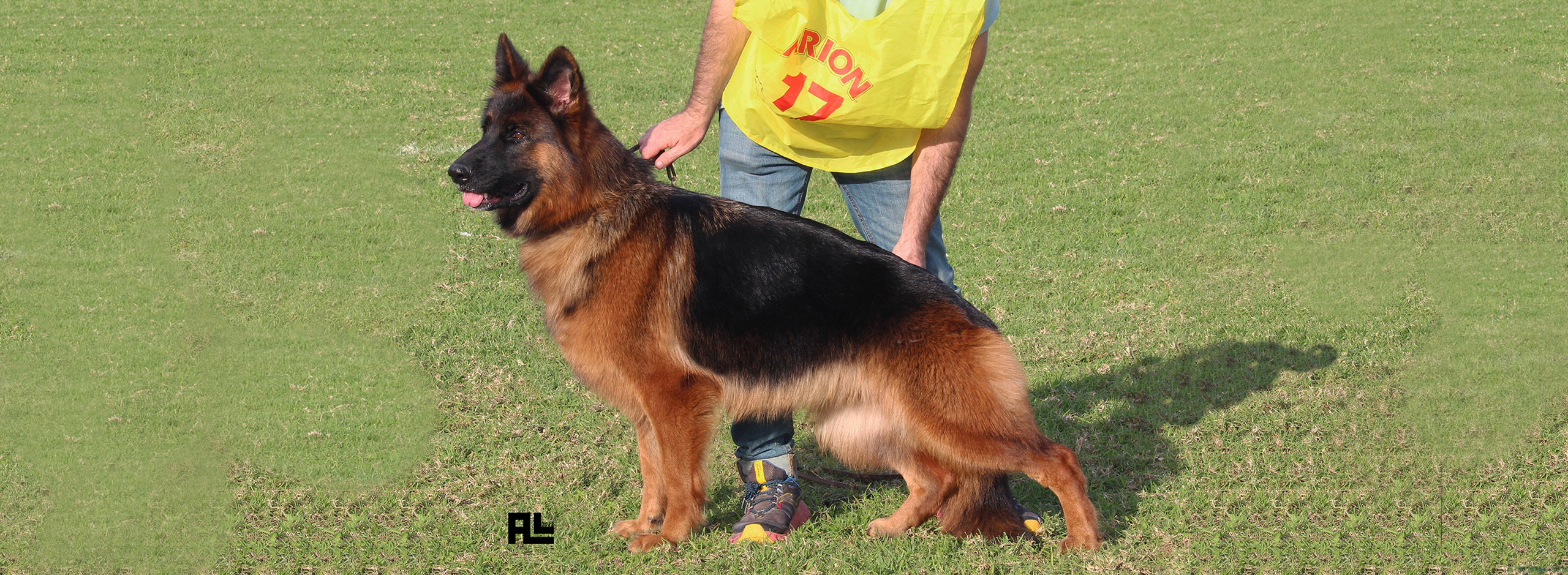 Donde conseguir un buen cachorro de pastor alemán carmen-ramvic