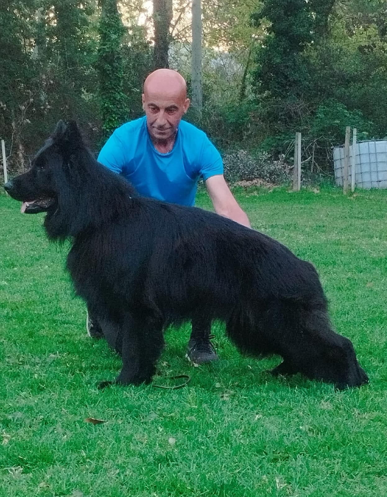 Galería de cachorros Cachorros de pastor