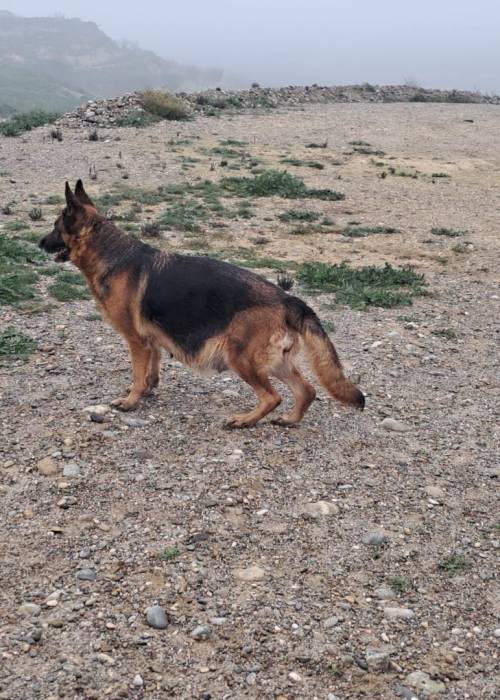 criadero de pastor aleman Ramvic (6)